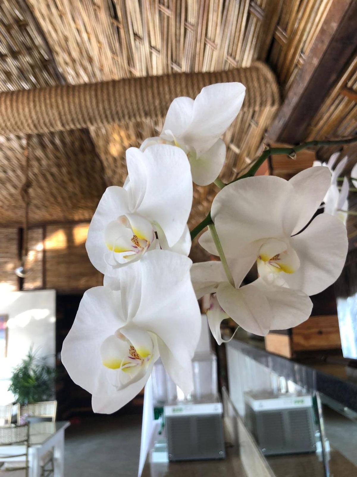 Hotel מורו דה סאו פאולו מראה חיצוני תמונה